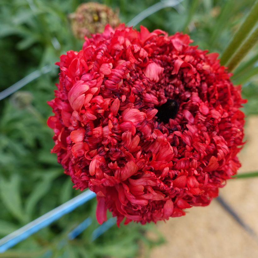 Renoncule des fleuristes Poodle Chaouen II – Ranunculus asiaticus (Bloei)