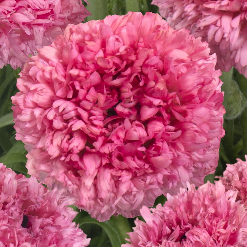 Ranunculus asiaticus Poodle Ramlia - Perzische ranonkel (Bloei)