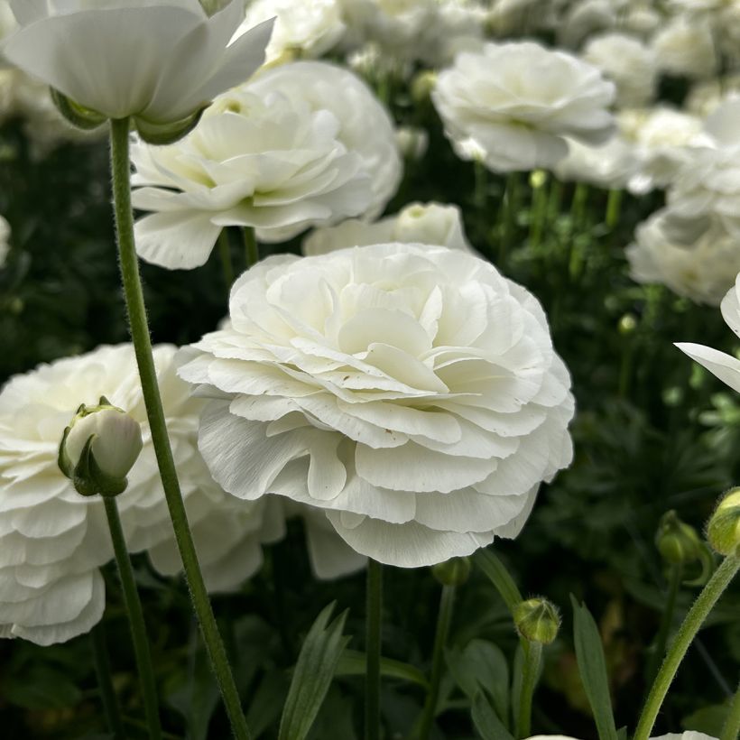Ranunculus asiaticus Romance Courchevel - Perzische ranonkel (Bloei)