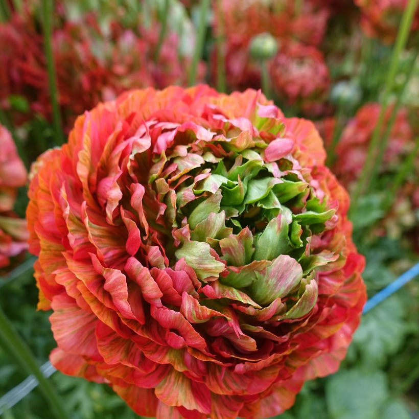 Ranunculus asiaticus Crown Bastille - Perzische ranonkel (Bloei)
