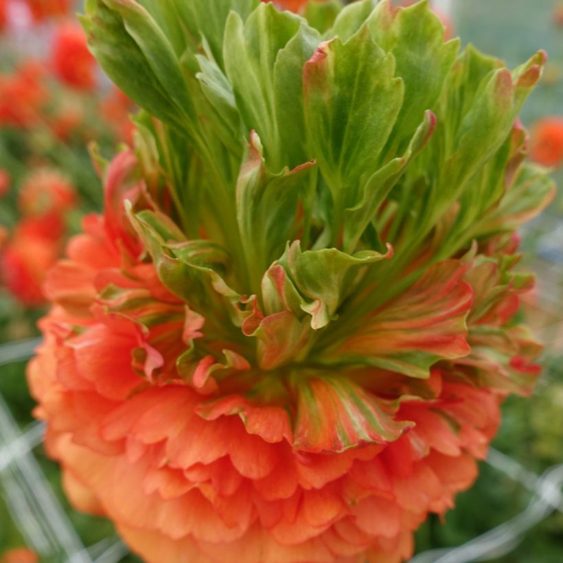 Ranunculus asiaticus Crown Nervion - Perzische ranonkel (Bloei)
