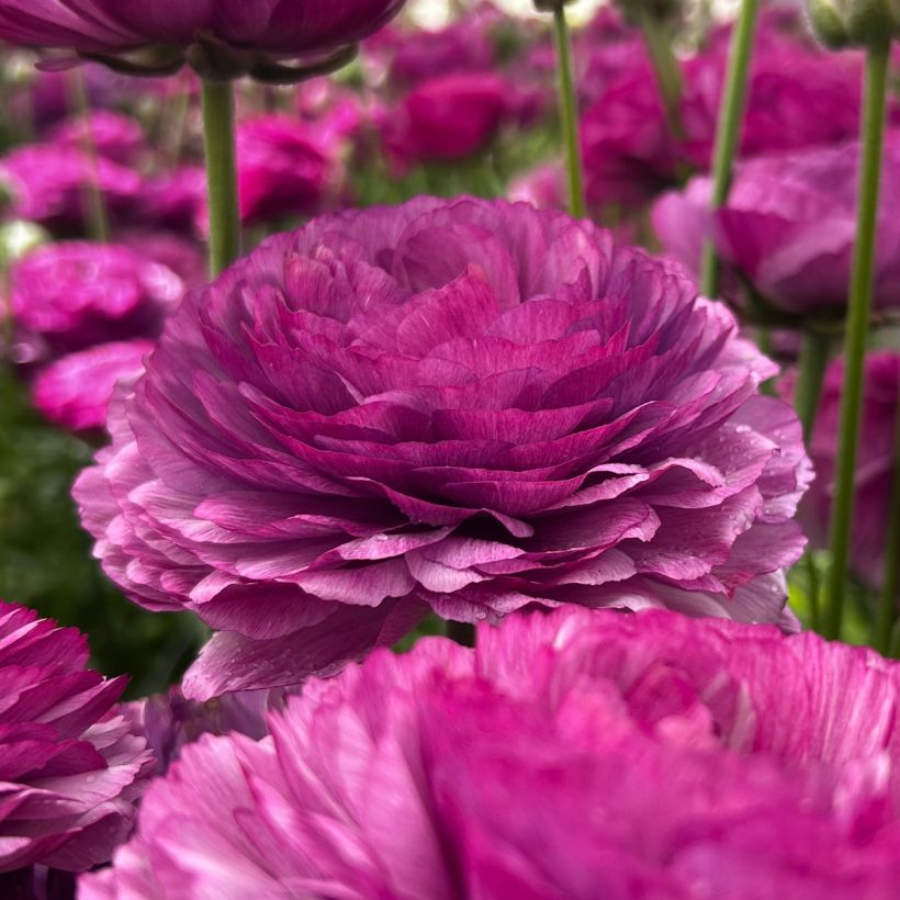 Ranunculus asiaticus Romance Loubeyres - Perzische ranonkel (Bloei)