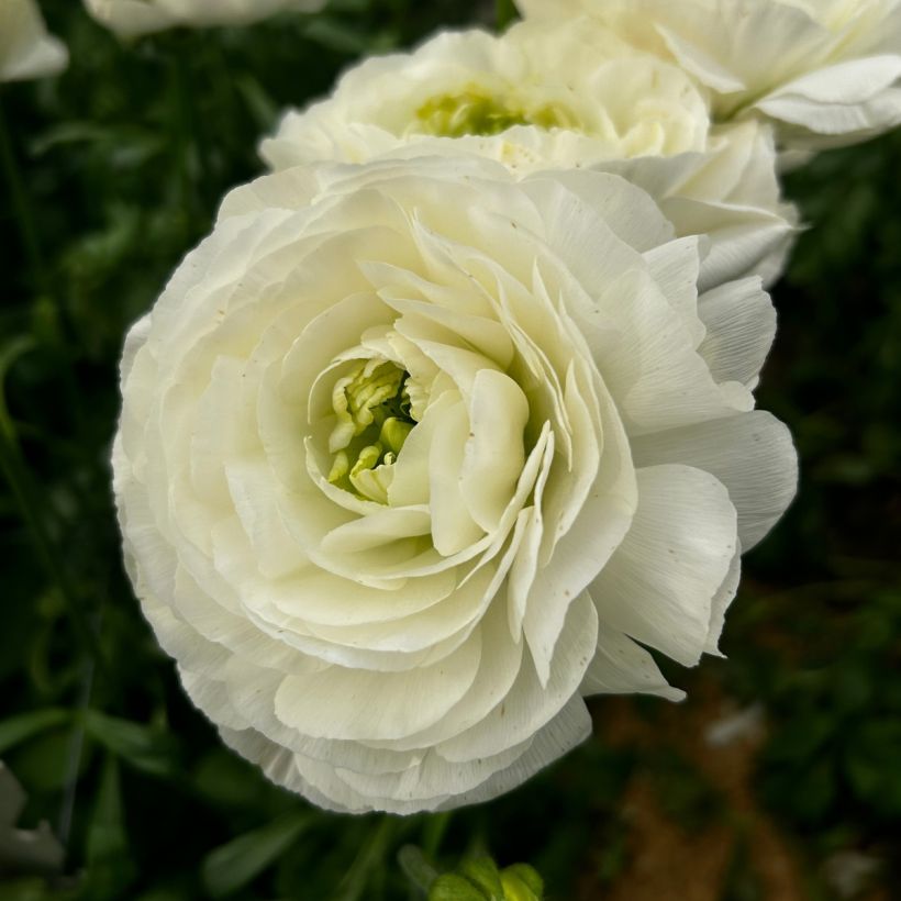Ranunculus asiaticus Romance Montenvers - Perzische ranonkel (Bloei)