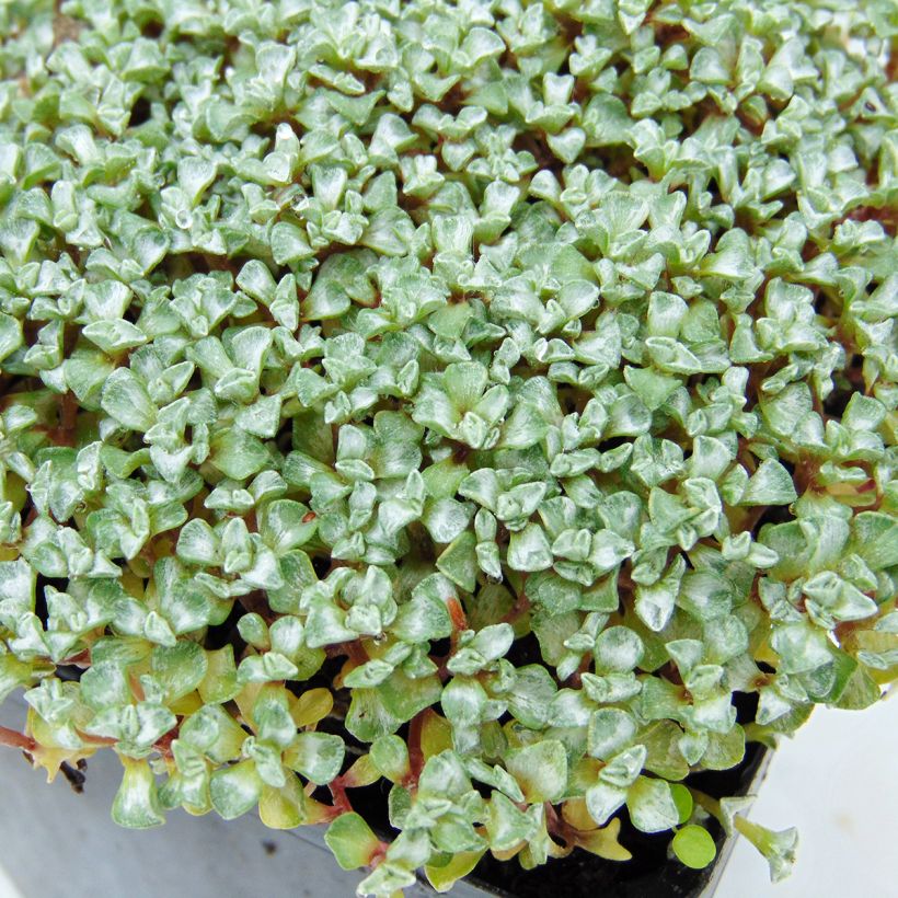 Raoulia australis - Zilverkussen (Blad)