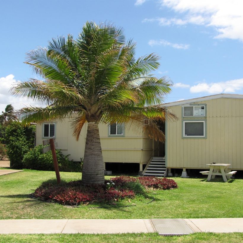 Ravenea rivularis - Majestueuze palm (Groeiplaats)