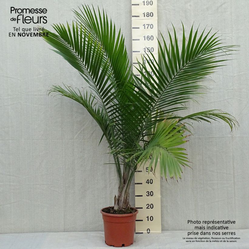 Exemplaar van Ravenea rivularis - Majestueuze palm Pot van 7,5 l/10 l zoals geleverd in de herfst
