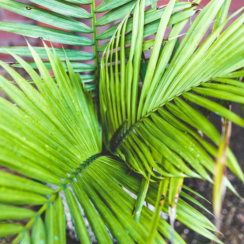 Ravenea rivularis - Majestueuze palm (Blad)