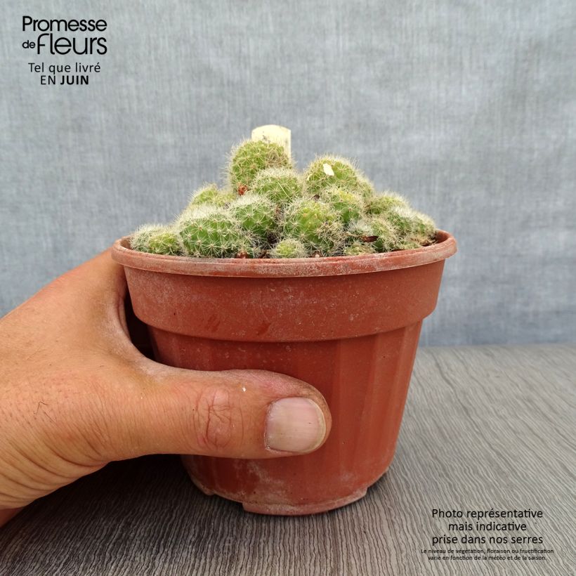 Exemplaar van Rebutia - Dwergcactus Pot van 12 cm / 13 cm zoals geleverd in de zomer