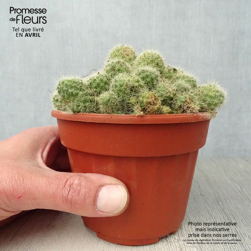Exemplaar van Rebutia - Dwergcactus Pot van 12 cm / 13 cm zoals geleverd in de lente