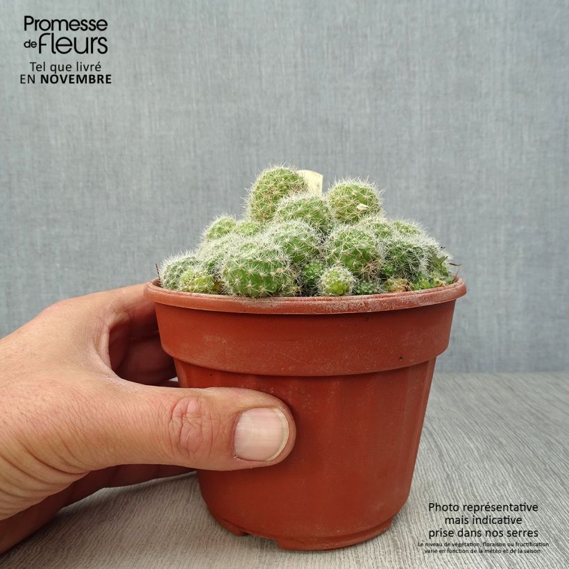 Exemplaar van Rebutia - Dwergcactus Pot van 12 cm / 13 cm zoals geleverd in de herfst