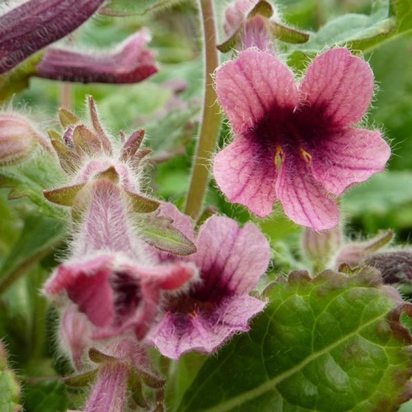 Rehmannia henryi - Chinees vingerhoedskruid (Bloei)
