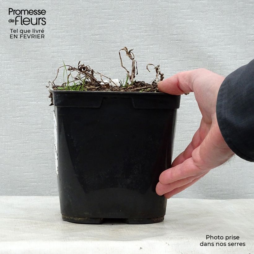 Exemplaar van Rehmannia henryi - Chinees vingerhoedskruid Pot van 2 l/3 l zoals geleverd in de winter