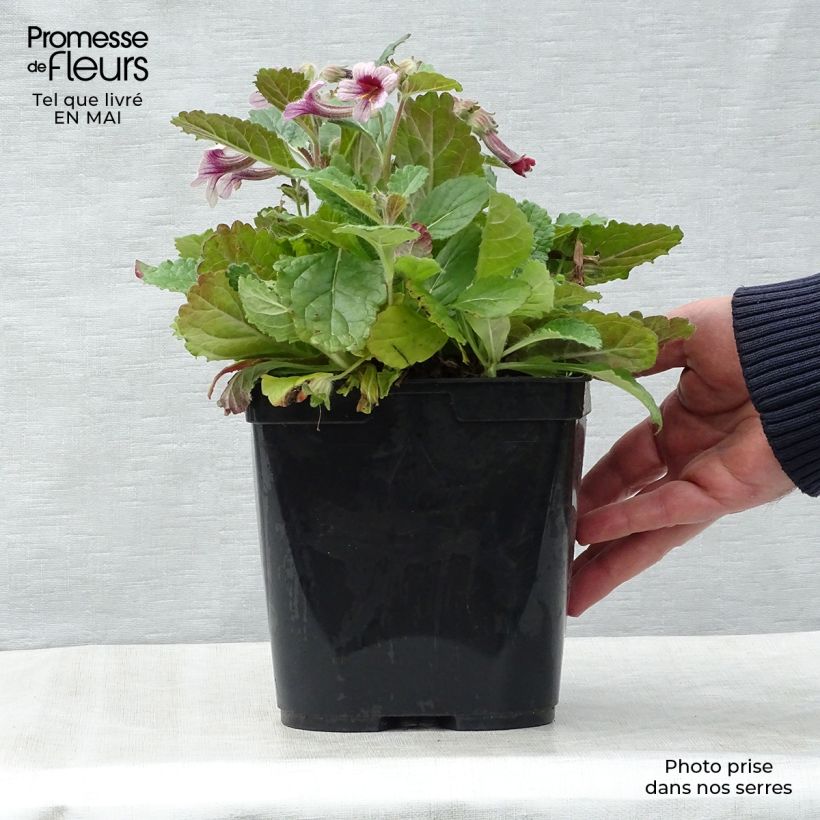 Exemplaar van Rehmannia henryi - Chinees vingerhoedskruid Pot van 2 l/3 l zoals geleverd in de lente