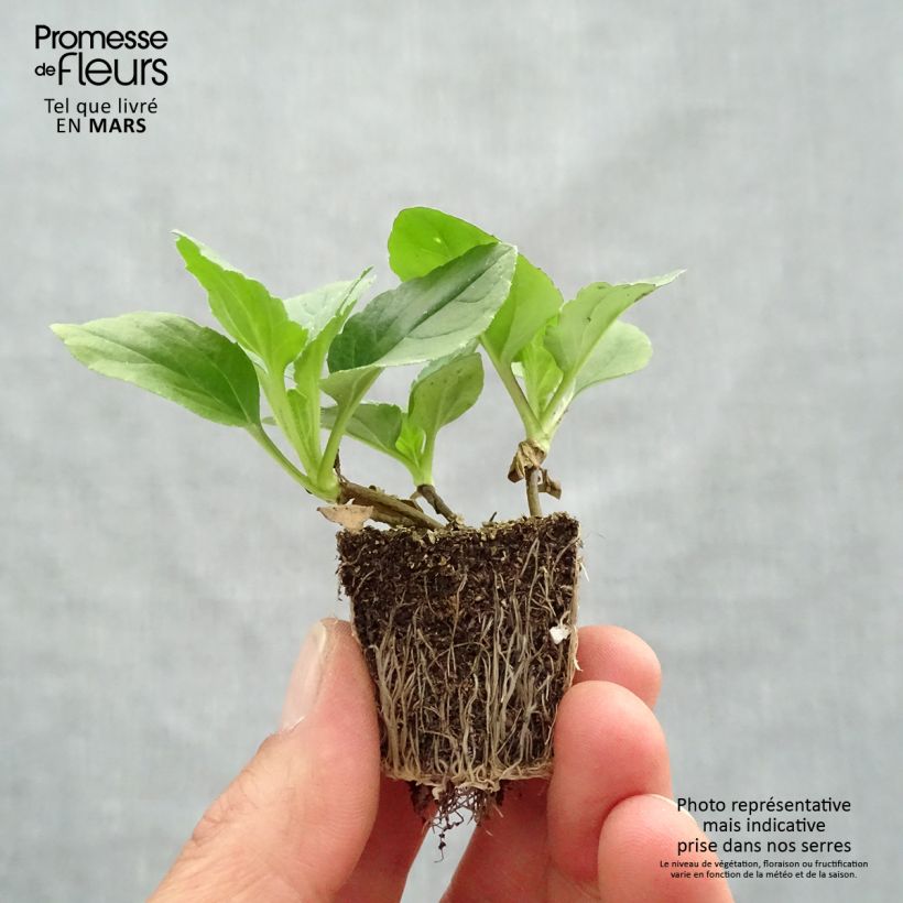 Exemplaar van Zomeraster Matsumoto Mix - Callistephus sinensis Kluitplant: kluit 3,8 cm x 3,2 cm in een tray voor 16 planten zoals geleverd in de lente