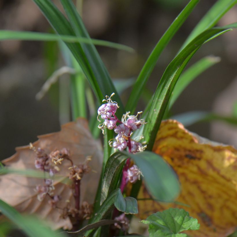 Reineckea carnea - Chinese lelietje-van-dalen (Groeiplaats)