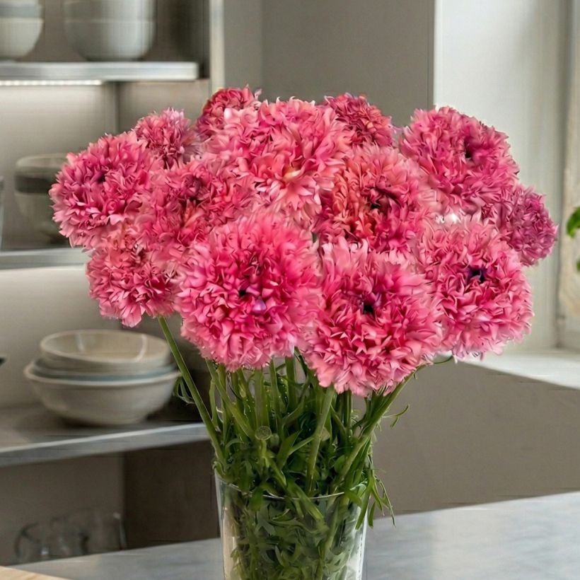Ranunculus asiaticus Poodle Ramlia - Perzische ranonkel (Groeiplaats)