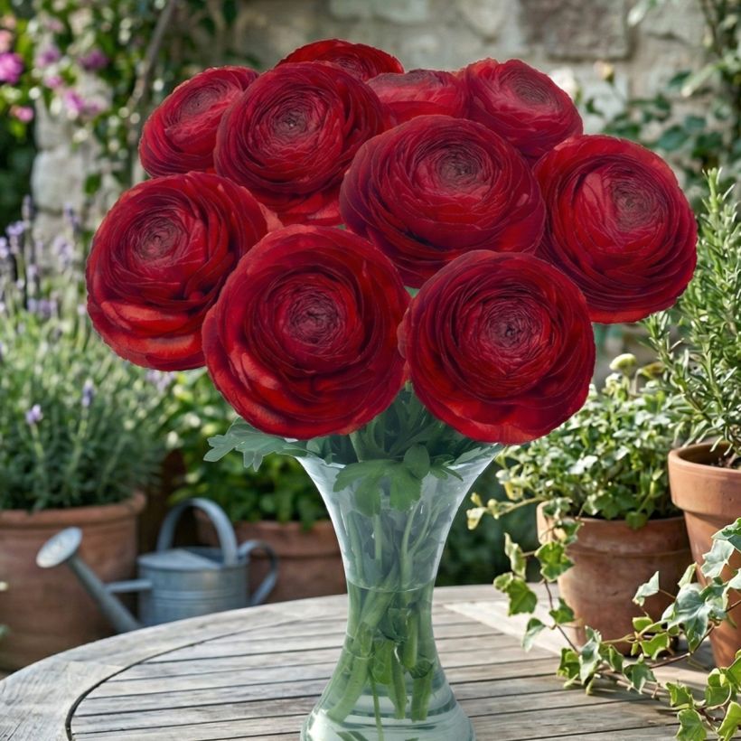Ranunculus asiaticus Romance Get Lucky - Perzische ranonkel (Groeiplaats)