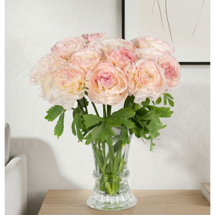 Ranunculus asiaticus Romance Orleans - Perzische ranonkel (Groeiplaats)