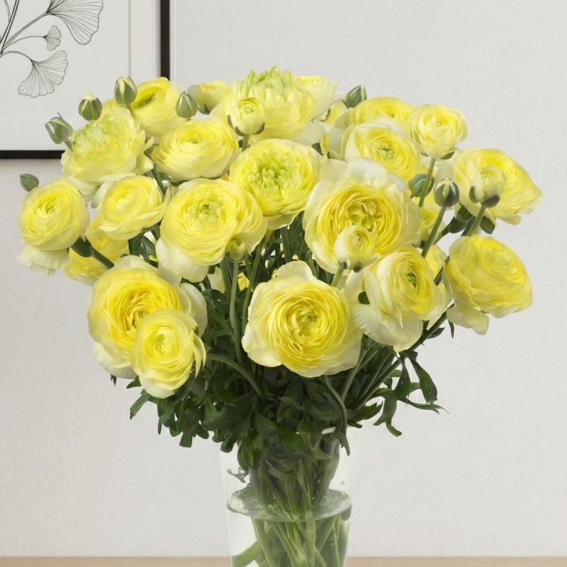 Ranunculus asiaticus Romance Quimper - Perzische ranonkel (Groeiplaats)