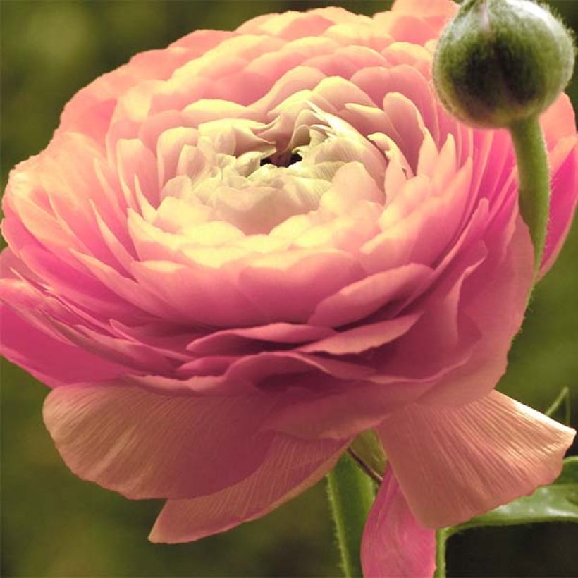 Ranunculus asiaticus Roze - Perzische ranonkel (Flowering)