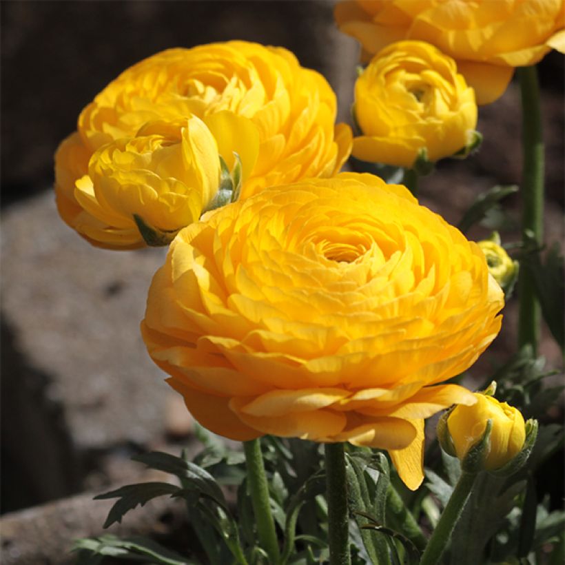 Ranunculus asiaticus Geel - Perzische ranonkel (Bloei)