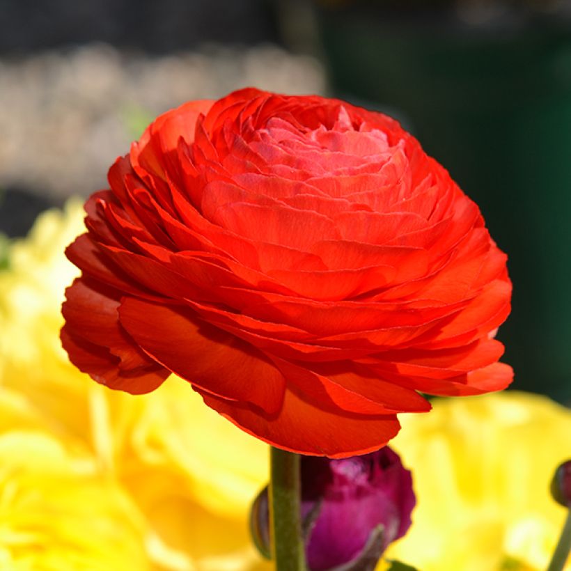 Ranunculus asiaticus Rood - Perzische ranonkel (Flowering)