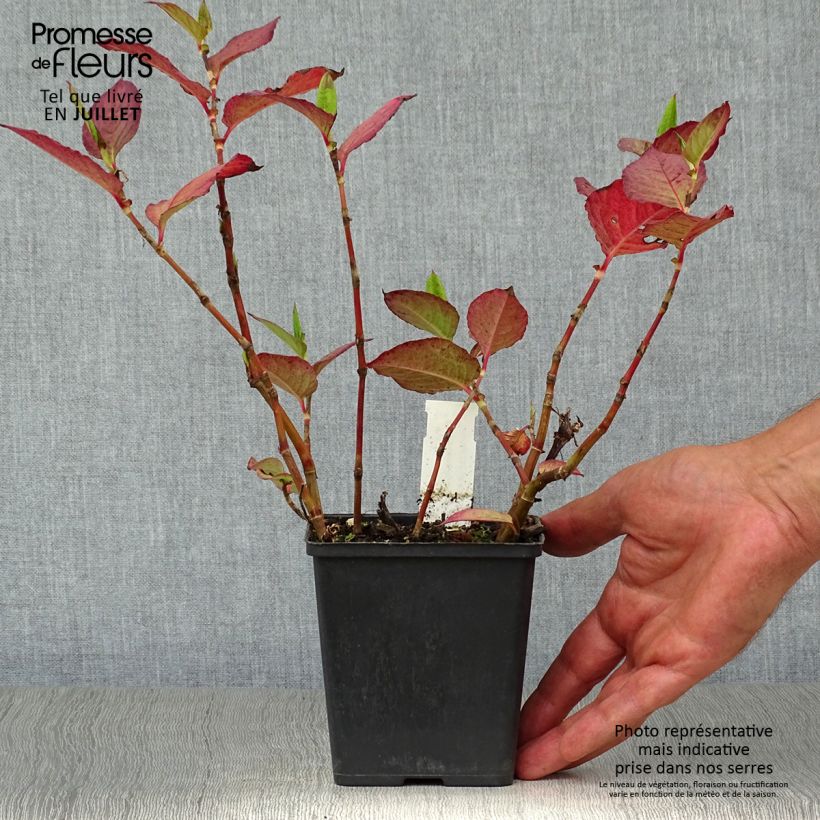 Exemplaar van Persicaria Indian Summer - Duizendknoop Kweekpotje van 8/9 cm zoals geleverd in de zomer