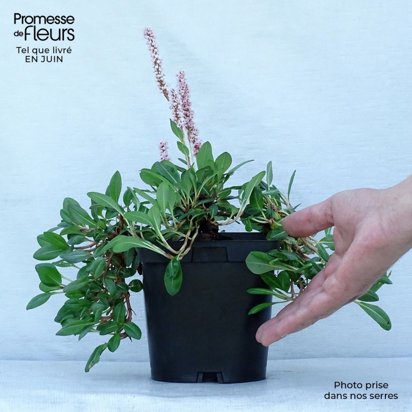 Exemplaar van Persicaria affinis Darjeeling Red - Kruipduizendknoop Pot van 2 l/3 l zoals geleverd in de zomer
