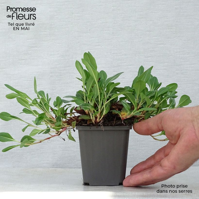 Exemplaar van Persicaria affinis Darjeeling Red - Kruipduizendknoop Kweekpotje van 8/9 cm zoals geleverd in de lente