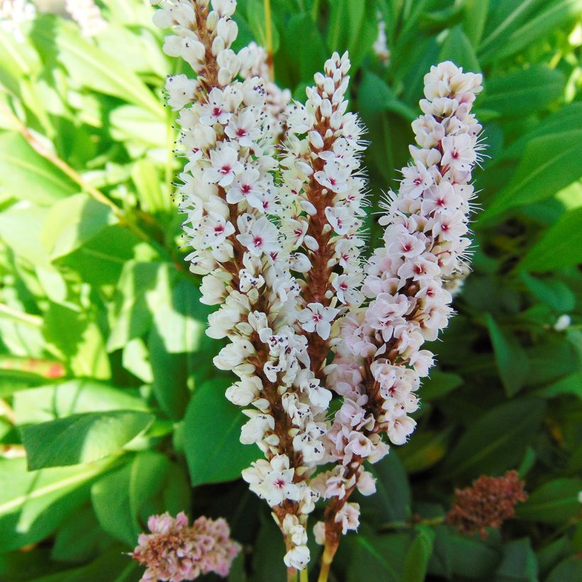 Persicaria affinis Donald Lowndes - Kruipduizendknoop (Bloei)