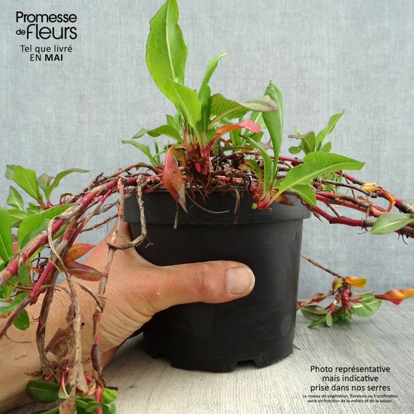 Exemplaar van Persicaria affinis Donald Lowndes - Kruipduizendknoop Pot van 2 l/3 l zoals geleverd in de lente