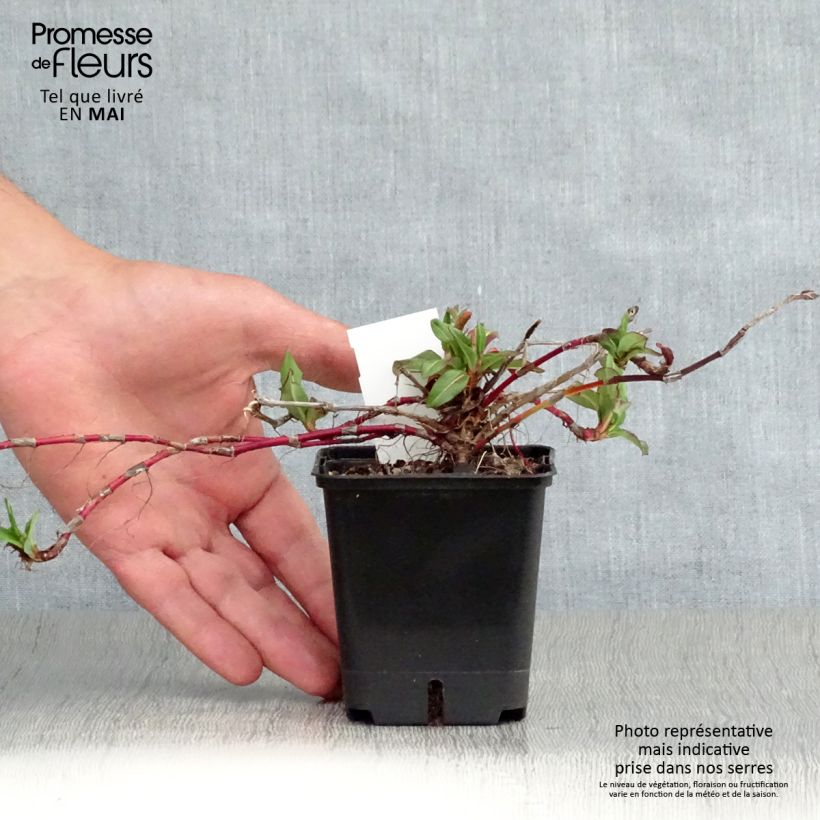 Exemplaar van Persicaria affinis Kabouter - Kruipduizendknoop Kweekpotje van 8/9 cm zoals geleverd in de lente