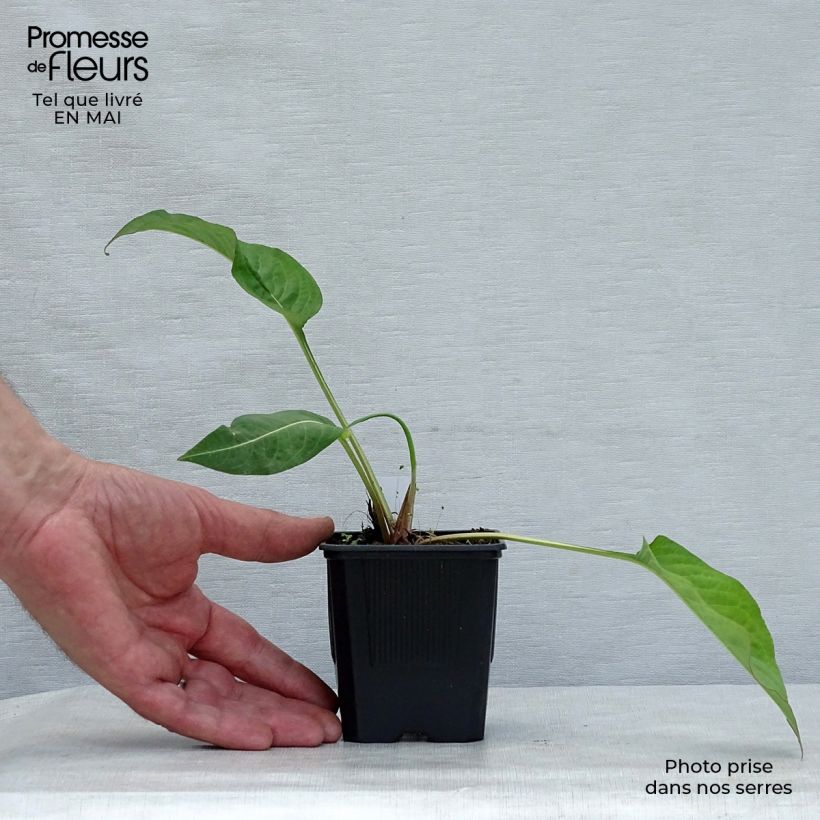 Exemplaar van Persicaria amplexicaulis Alba - Duizendknoop Kweekpotje van 8/9 cm zoals geleverd in de lente