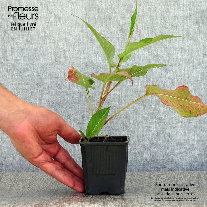 Exemplaar van Persicaria amplexicaulis Alba - Duizendknoop Kweekpotje van 8/9 cm zoals geleverd in de zomer