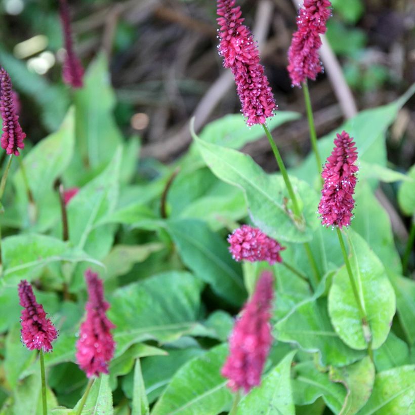 Persicaria amplexicaulis Blackfield - Duizendknoop (Bloei)