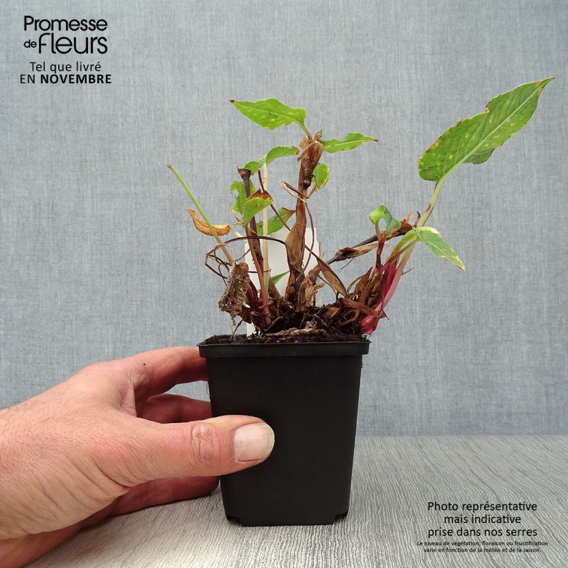 Exemplaar van Persicaria amplexicaulis Blackfield - Duizendknoop Kweekpotje van 8/9 cm zoals geleverd in de herfst