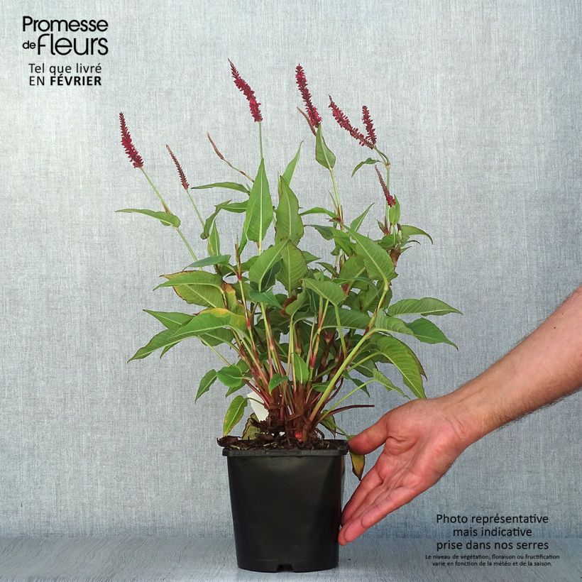Exemplaar van Persicaria amplexicaulis Blackfield - Duizendknoop Pot van 2 l/3 l zoals geleverd in de herfst