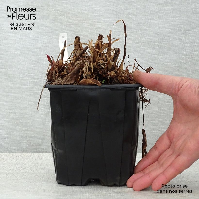Example of Persicaria amplexicaulis Blackfield - Duizendknoop Pot van 2 l/3 l as you get in printemps