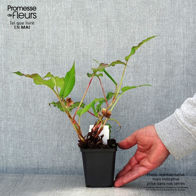 Exemplaar van Persicaria amplexicaulis Bloody Mary - Duizendknoop Kweekpotje van 8/9 cm zoals geleverd in de lente