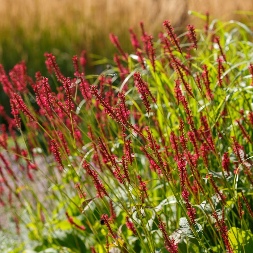 Persicaria amplexicaulis Bloody Mary - Duizendknoop (Groeiplaats)