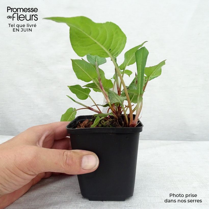 Exemplaar van Persicaria amplexicaulis - Duizendknoop Kweekpotje van 8/9 cm zoals geleverd in de zomer