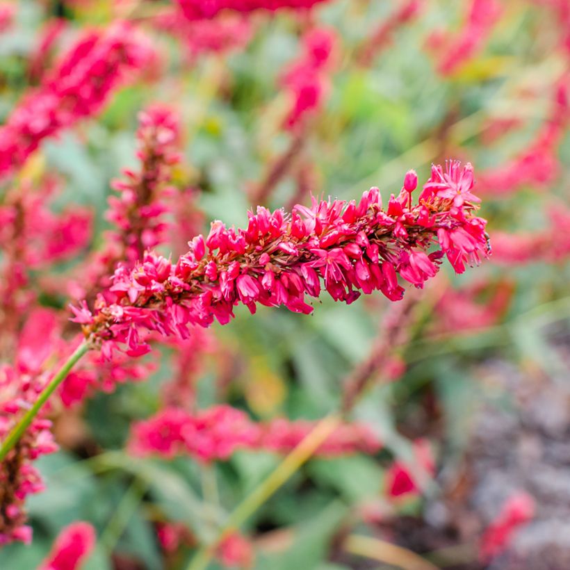 Persicaria amplexicaulis Fat Domino - Duizendknoop (Bloei)