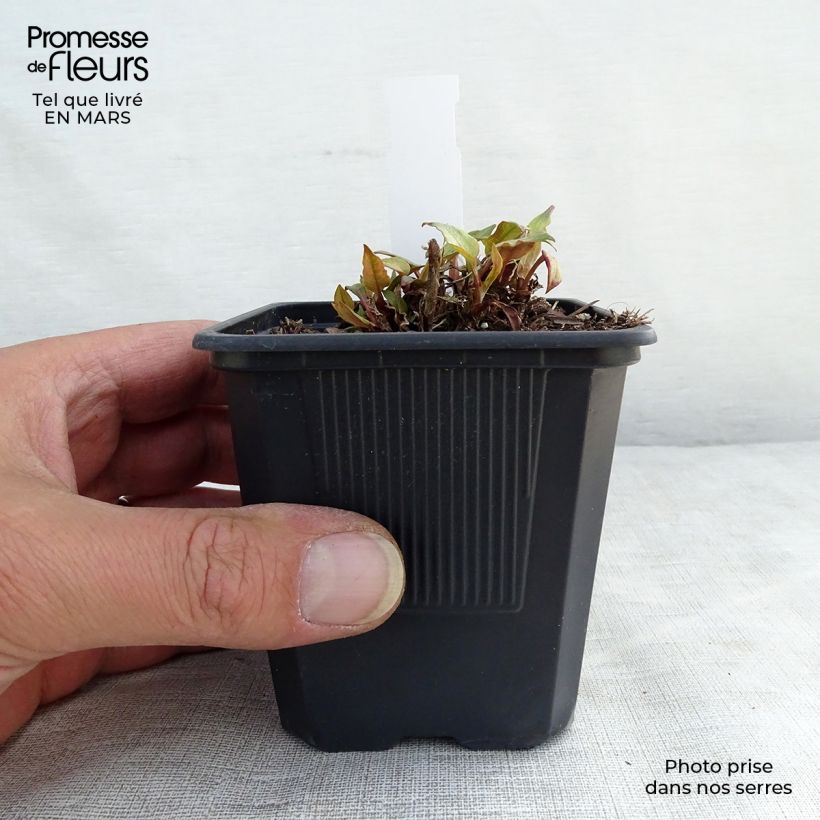 Exemplaar van Persicaria amplexicaulis Golden Arrow - Duizendknoop Kweekpotje van 8/9 cm zoals geleverd in de lente