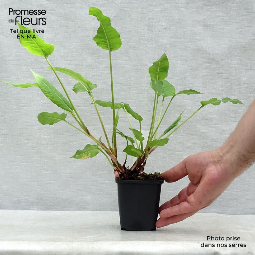 Exemplaar van Persicaria amplexicaulis High Society - Duizendknoop Kweekpotje van 8/9 cm zoals geleverd in de lente