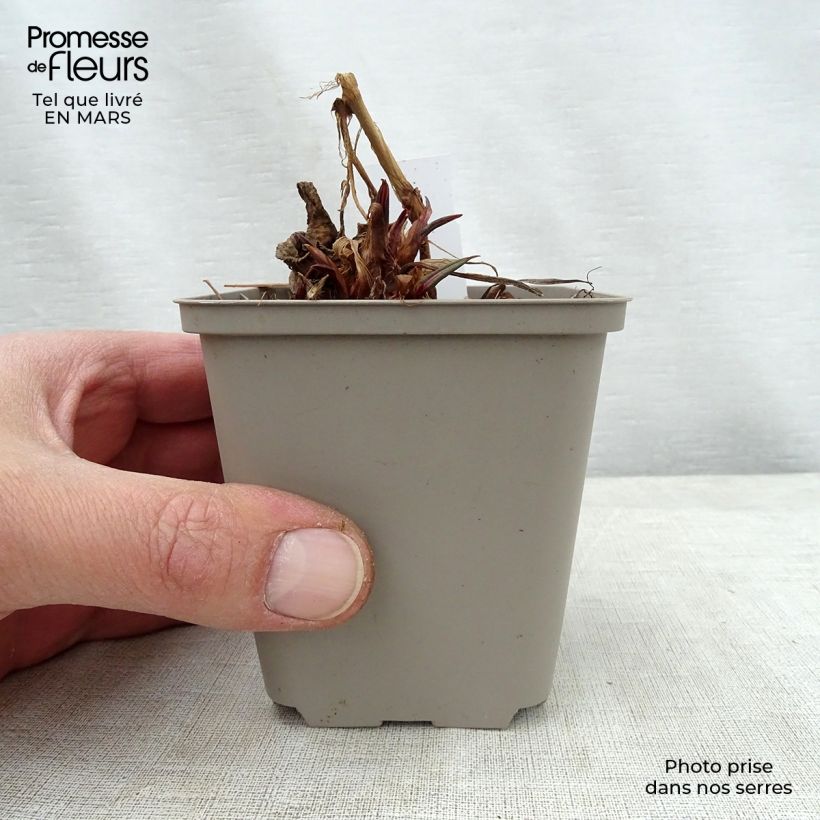 Exemplaar van Persicaria amplexicaulis Inverleith - Duizendknoop Kweekpotje van 8/9 cm zoals geleverd in de lente