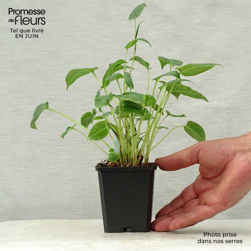 Exemplaar van Persicaria amplexicaulis Inverleith - Duizendknoop Kweekpotje van 8/9 cm zoals geleverd in de zomer