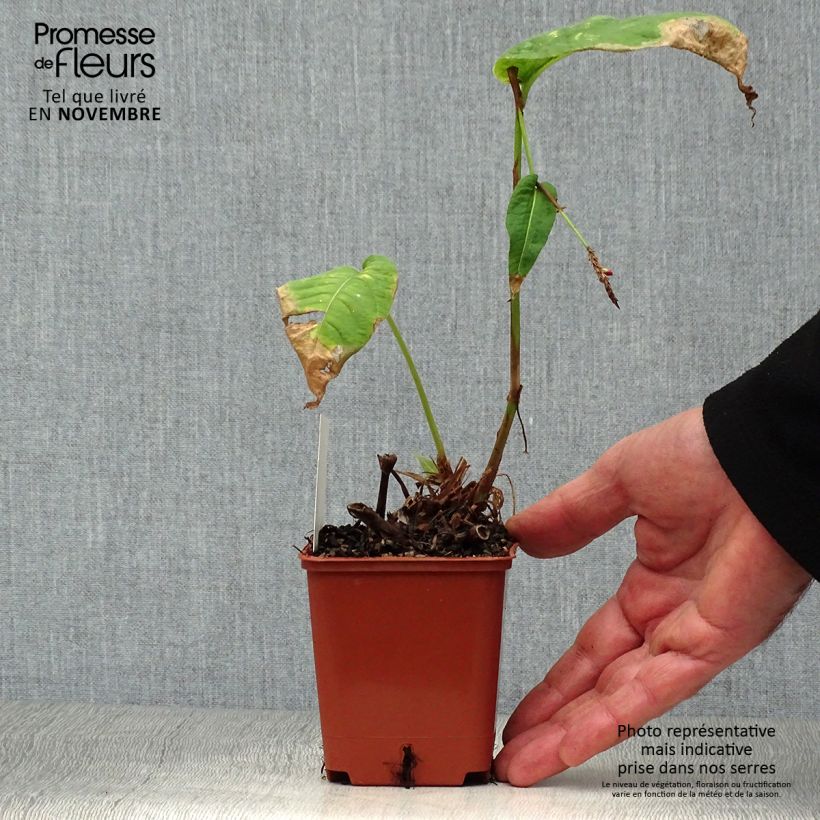 Exemplaar van Persicaria amplexicaulis JS Caliente - Duizendknoop Kweekpotje van 8/9 cm zoals geleverd in de herfst