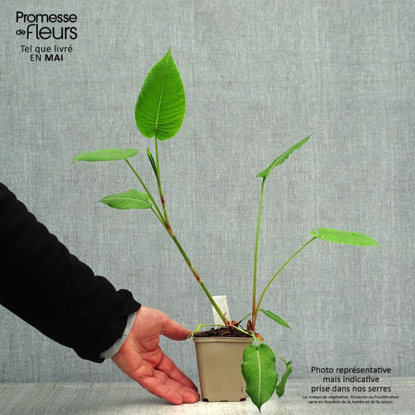 Exemplaar van Persicaria amplexicaulis Jo and Guidos Form - Duizendknoop Kweekpotje van 8/9 cm zoals geleverd in de lente