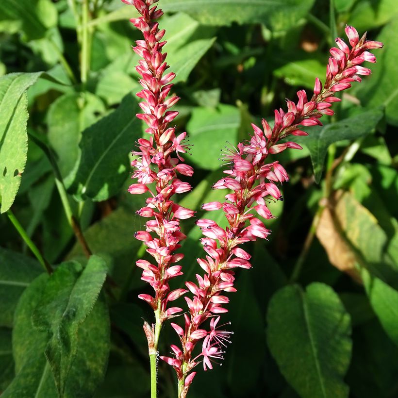 Persicaria amplexicaulis Orange Field - Duizendknoop (Bloei)