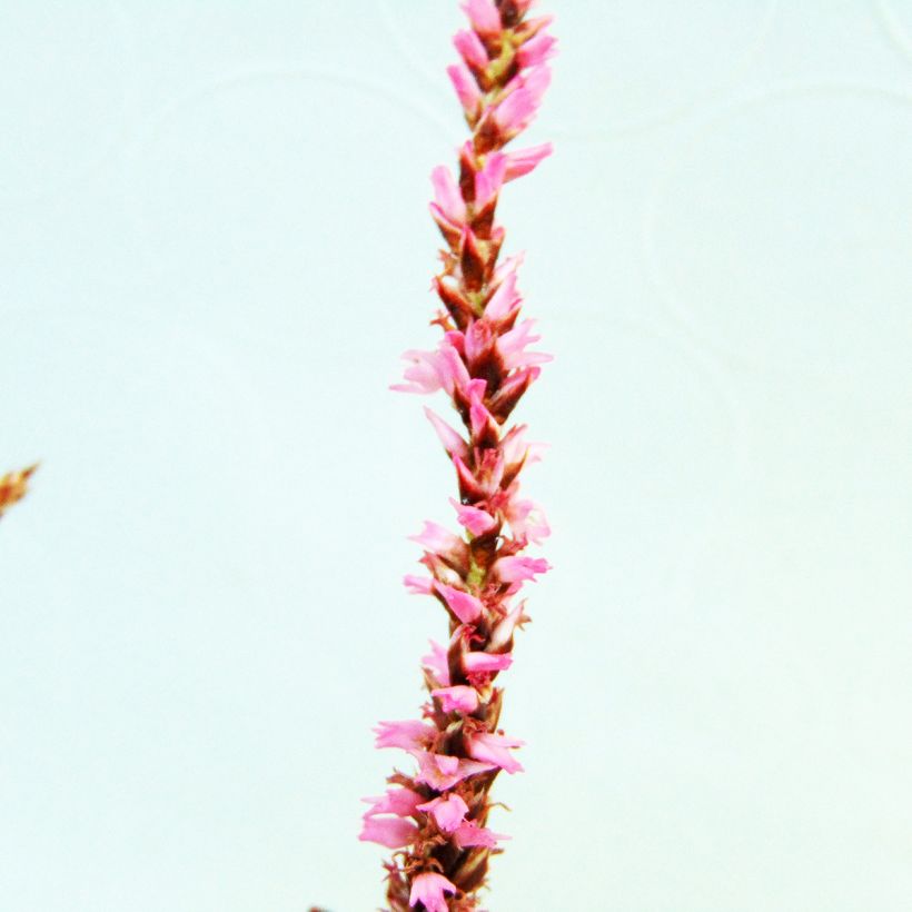 Persicaria amplexicaulis Pink Elephant - Duizendknoop (Bloei)